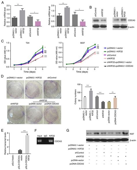 KIF22 Transcriptionally Activates The Expression Of CDCA3 A CDCA3