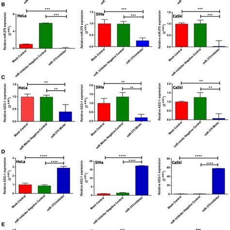 Ectopic Expression Of Mir 375 Inhibits Cervical Cancer Cell Migration Download Scientific