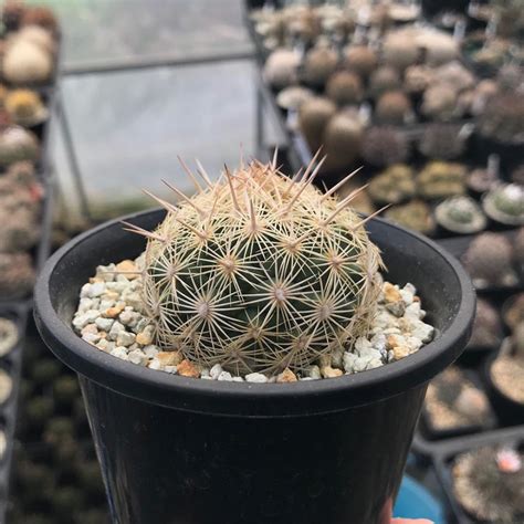 Coryphantha Echinus SB391 Plants Garden