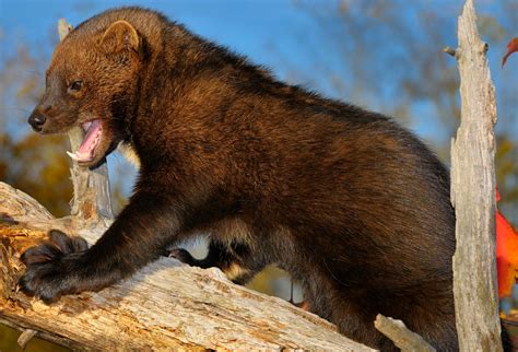 Fisher Cat Teeth