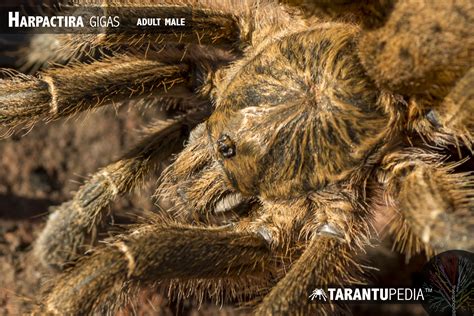 Harpactira Gigas