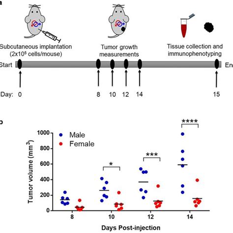 Sex Differences In Melanoma Growth A Description Of Timeline Male And