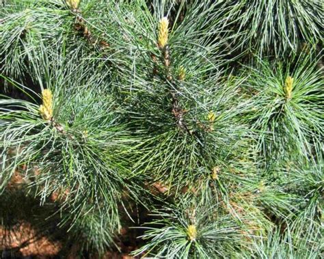 Pinus Koraiensis Korean Nut Pine Cedar Seeds Seeds Bulbs