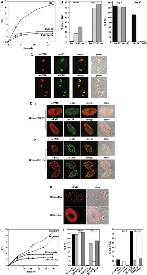 Deconstructing PMLinduced Premature Senescence The EMBO Journal