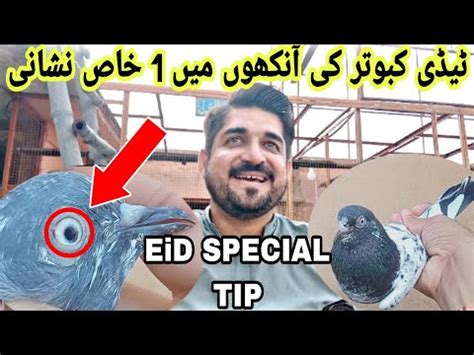 Eid 2nd Day Special Tip For Pigeons Lovers Asim Saeed Pigeons YouTube