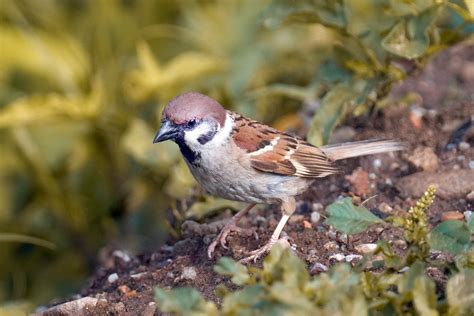 Eurasian Tree Sparrow Bird - Free photo on Pixabay - Pixabay
