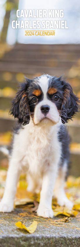 Cavalier King Charles Spaniel Kalender Slimline Bol