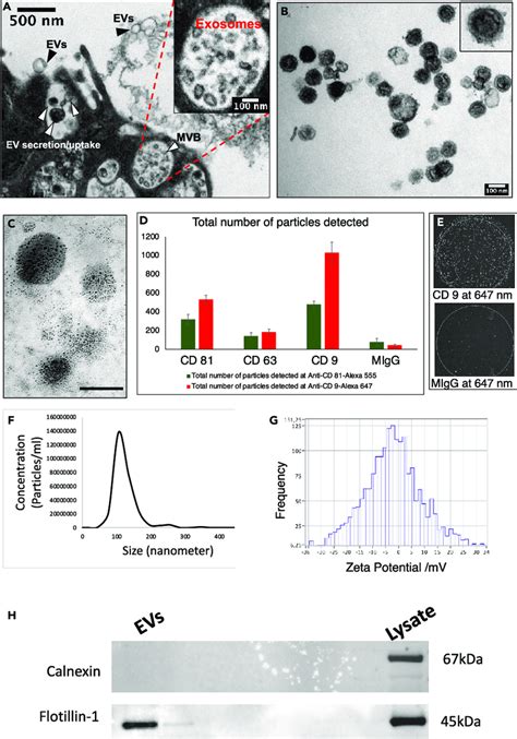 Characterization Of Cancer Cell Culture Derived Evs A Transmission Download Scientific