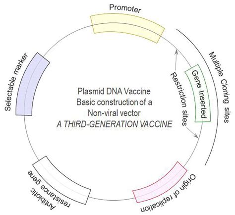 Basic components of a plasmid. A plasmid is constructed to have a gene ...