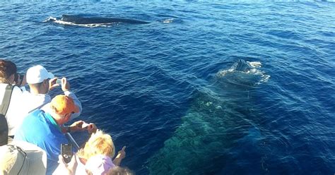 Kaanapali Beach Whale Watch Tickets | Discount on Maui whale watching