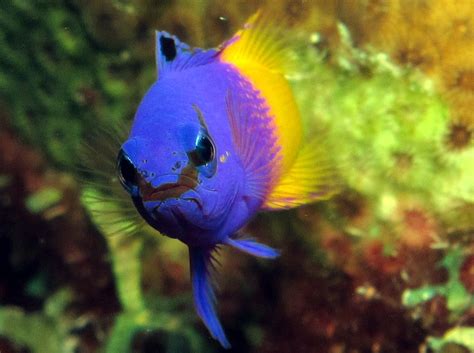 Fairy Basslet Gramma Loreto Bonaire Photo 4 Caribbean Reefs