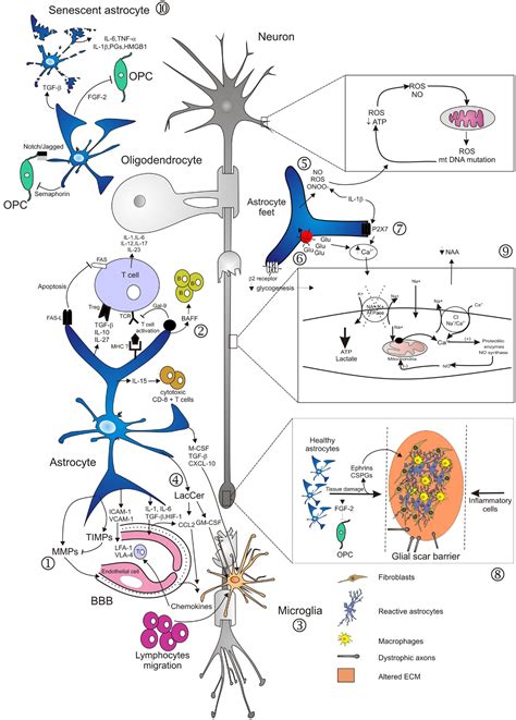 Frontiers The Role Of Astrocytes In Multiple Sclerosis Progression