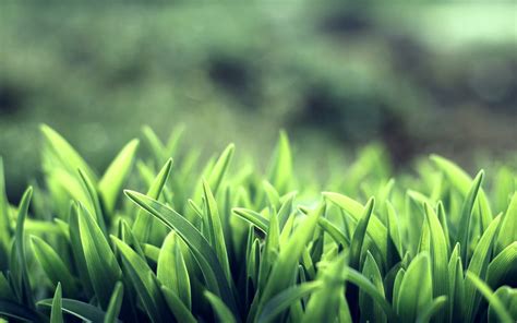 Green Leaf Plant Hd Wallpaper Wallpaper Flare