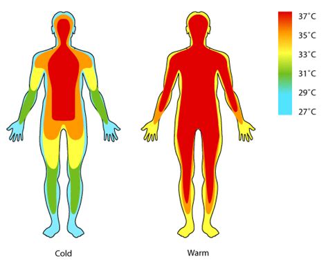 Body Temperature Regulation | MedGuidance