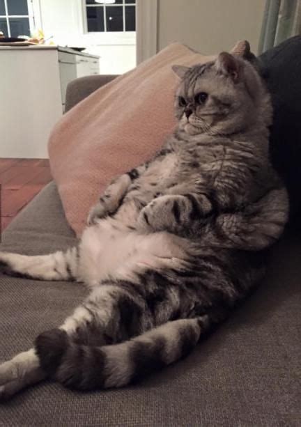 Cat Obesity Causes And How To Tell If Your Cat Is Overweight Cats Buy