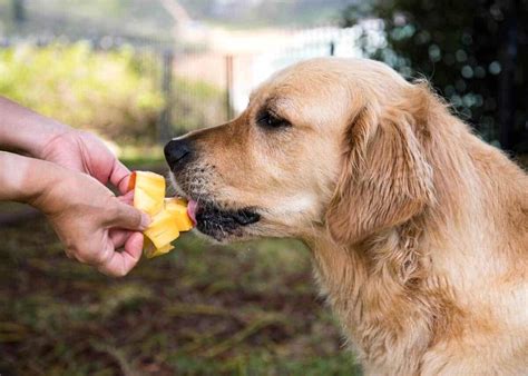 Los Cachorros Pueden Comer Mangos