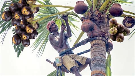 Toddy Palmyra Fruit Harvesting And Processing India Agriculture