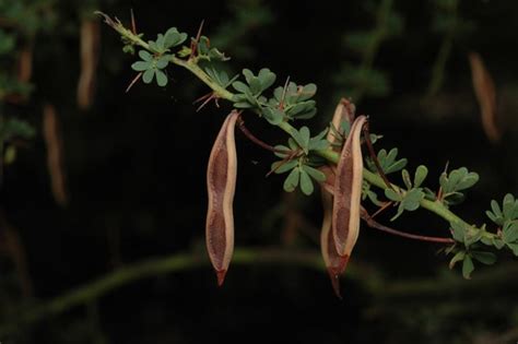Factsheet Acacia Pulchella Var Pulchella