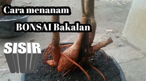 21 Cara Menanam Bonsai Sisir