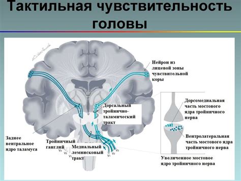 Чувствительная иннервация глаза. Анатомия тройничного нерва (n. V ...