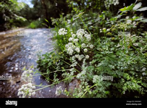 Hemlock Water Dropwort High Resolution Stock Photography and Images - Alamy