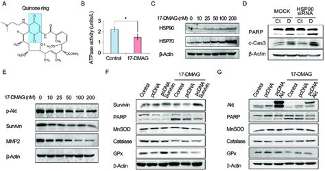 Action Mechanism Of Dmag As An Hsp Inhibitor Canonical Pathway