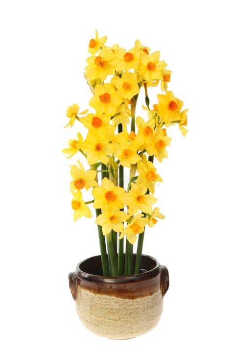 Daffodil arrangement stock photo. Image of narcissus - 36563282