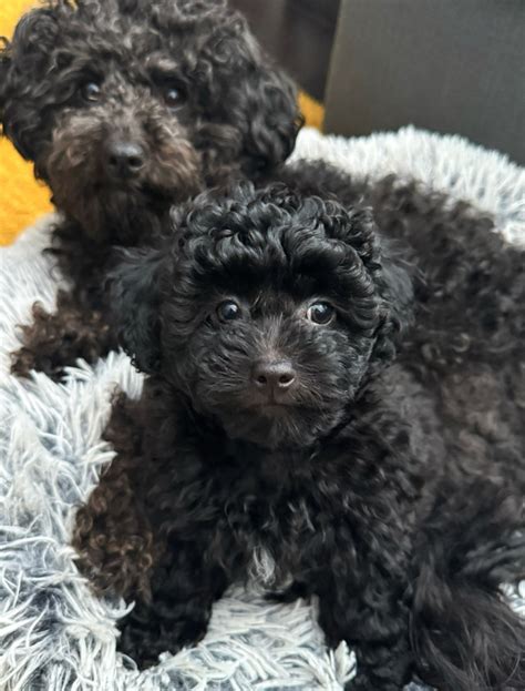 Mini Toy Poodle Shih Tzu X 1 Sweet Boy Left Dogs And Puppies For