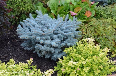 Spruce Blue Globe Low Graft Floral Acres