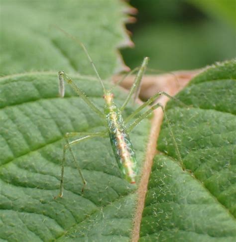 Pale Green Assassin Bug Zelus Luridus Zelus Luridus Bugguide Net