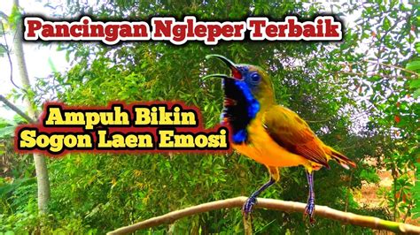 Pancingan Sogon Gacor Ngeleper Memanggil Lawan Ampuh Untuk Pancingan