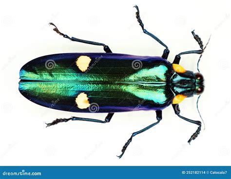 Beetle Isolated On White Metallic Green Jewel Beetle Megaloxantha