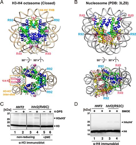 Cryoelectron Microscopy Structure Of The H3 H4 Octasome A Nucleosome