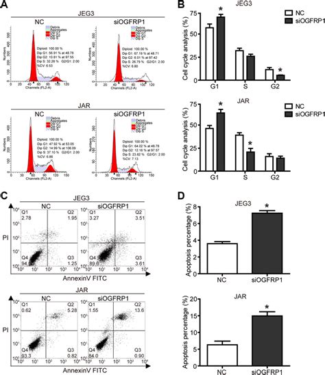 Knockdown Of Lncogfrp1 Induces Cell Cycle Arrest And Apoptosis After Download Scientific