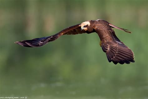 Fond D Cran Des Oiseaux La Nature Faune Oiseau De Proie Le Bec