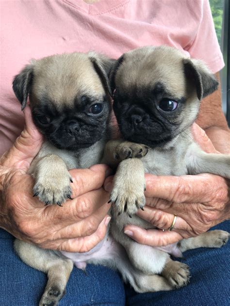 What Is The Price Of A Baby Pug