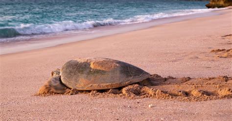 Des œufs Pondus Par Une Tortue Marine Découverts Sur Une Plage Du Var