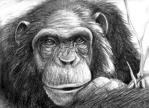 Rip Chimp By Damalia On Deviantart