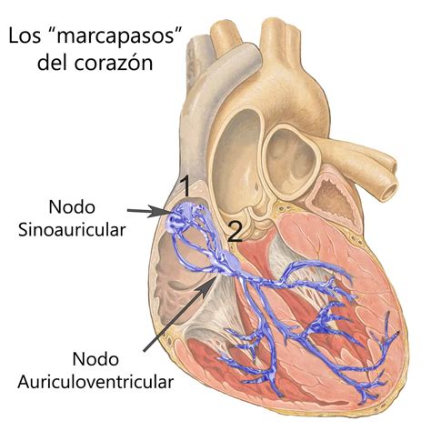 Nodo Atrioventricular Nodo Auriculoventricular N Dulo Hot Sex