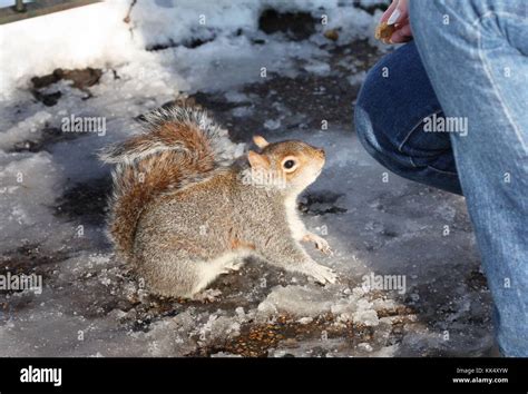 Feeding the squirrel Stock Photo - Alamy