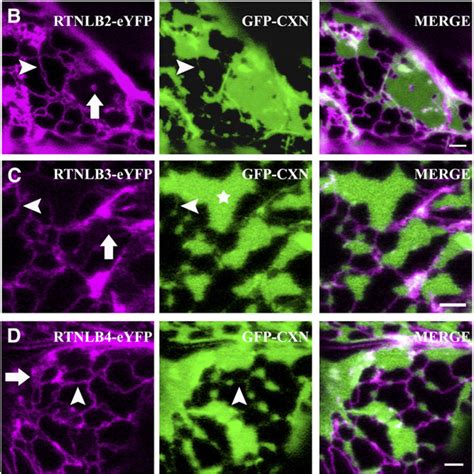 Rtnlb1 4 And Rtnlb13 Preferentially Localize To Highcurvature Er