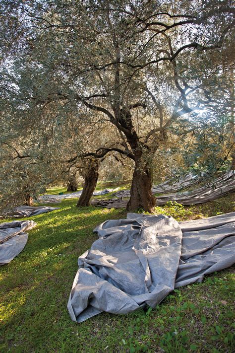 Olive Trees Can Impact Climate Change | Blog | FOODMatch