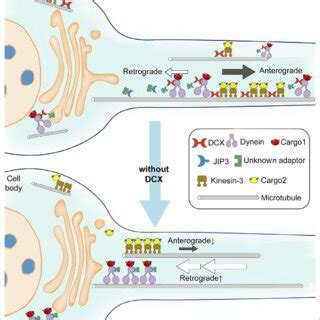 Schematic Diagram Shows The Regulation Of Dynein Mediated Retrograde