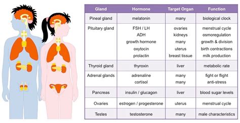 Endocrine System Bioninja