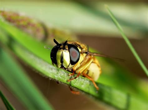 Free Images Nature Flower Fly Green Insect Fauna Invertebrate