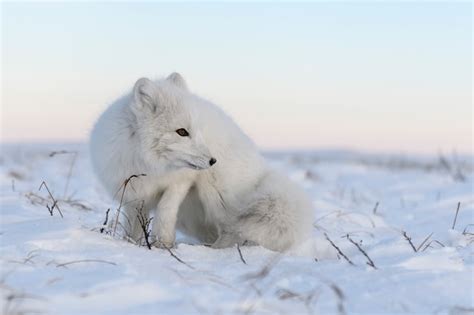 Raposa Do Rtico Vulpes Lagopus Na Tundra Wilde Raposa Do Rtico