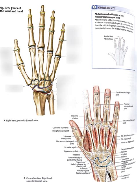 Joints Of The Wrist And Hand Diagram Quizlet