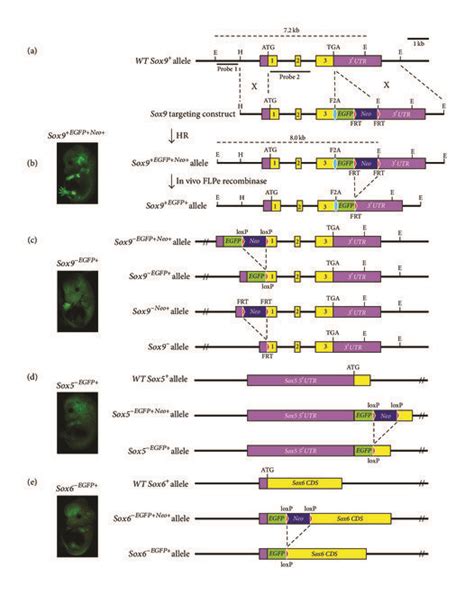 Sox Sox And Sox Gene Targeting And Their E Transgenic Embryos