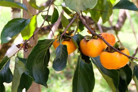 The Japanese Persimmon Tree Minneopa Orchards