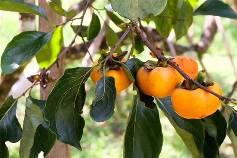 The Fuyugaki Persimmon Tree - Minneopa Orchards